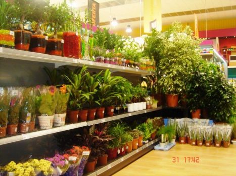 Gardening shop shelves MARSANZ 
